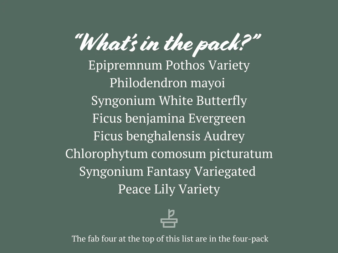 Plants in a Box: Assorted Pack of Houseplants Plants in a Box: Assorted Pack of Houseplants