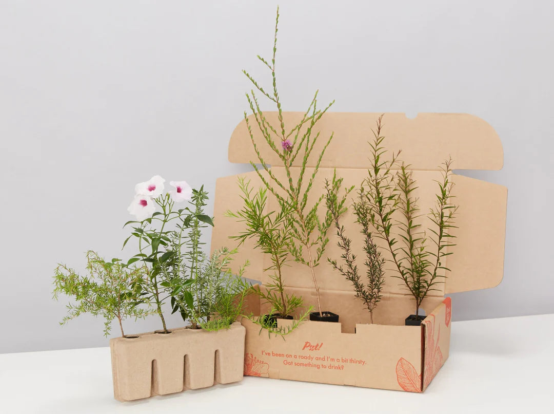 Plants in a Box: Pollinators Box Australian Native Plant Pack Plants in a Box: Pollinators Box Australian Native Plant Pack