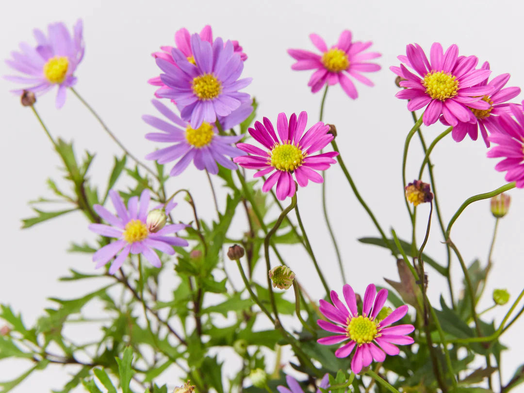 Plants in a Box: Bush Tucker Starter Box Plants in a Box: Bush Tucker Starter Box