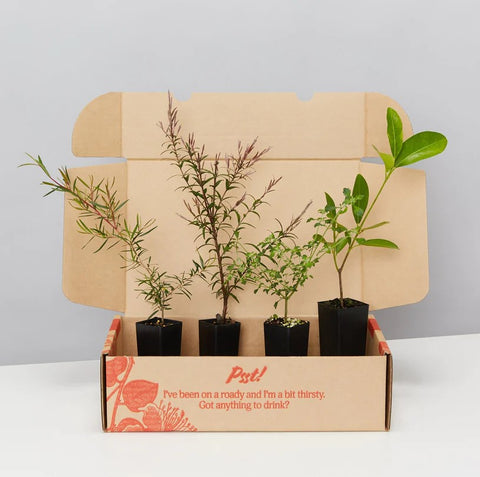 Plants in a Box: Bush Tucker Starter Box