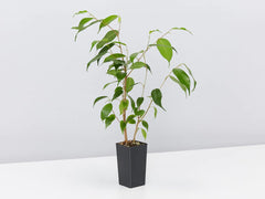 Plants in a Box: Assorted Pack of Houseplants