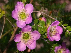 Plants in a Box: Pollinators Box Australian Native Plant Pack
