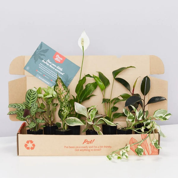 Plants in a Box: Assorted Pack of Houseplants – Glowpear Australia