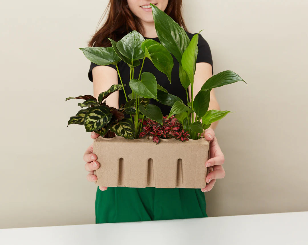 Plants in a Box: Assorted Pack of Houseplants Plants in a Box: Assorted Pack of Houseplants