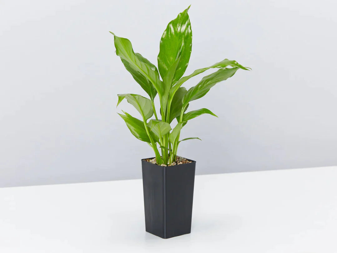 Plants in a Box: Assorted Pack of Houseplants Plants in a Box: Assorted Pack of Houseplants