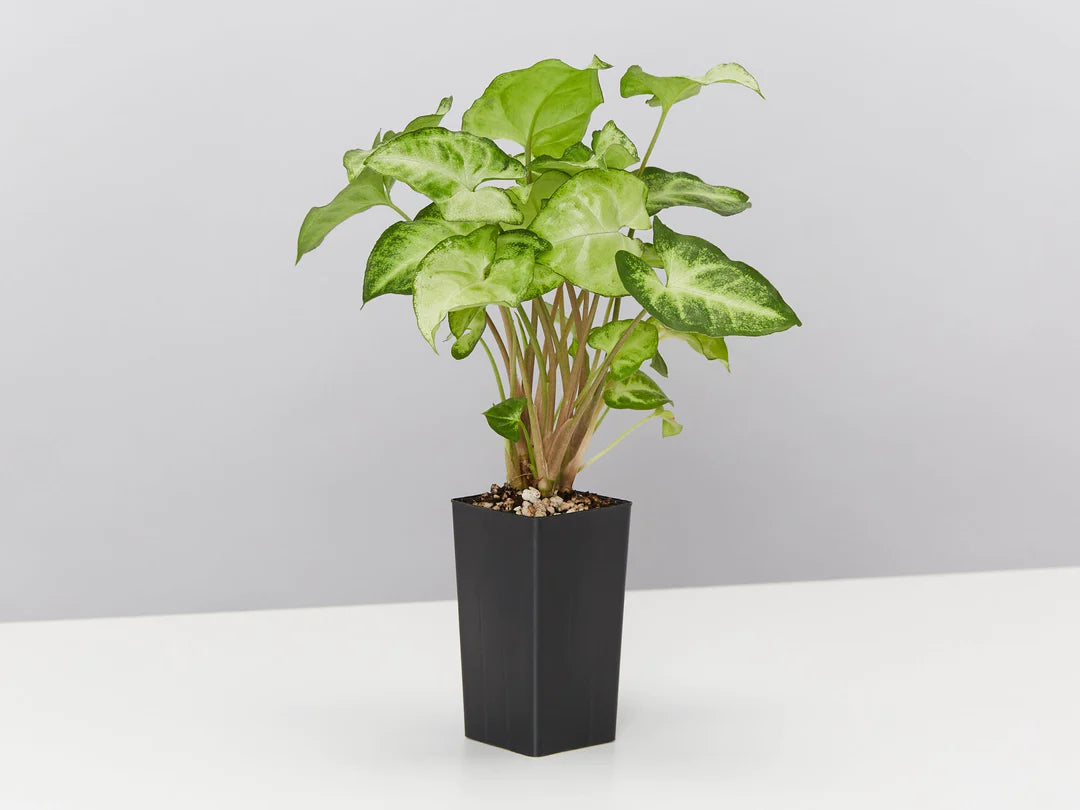 Plants in a Box: Assorted Pack of Houseplants Plants in a Box: Assorted Pack of Houseplants
