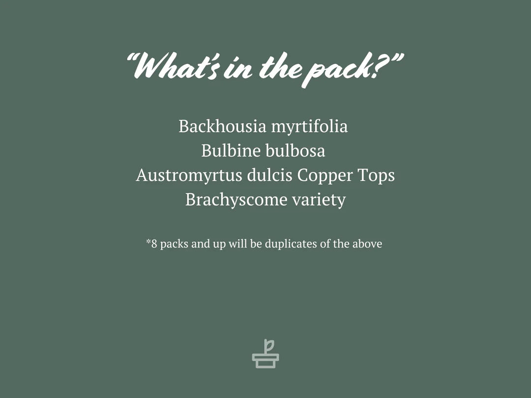 Plants in a Box: Bush Tucker Starter Box Plants in a Box: Bush Tucker Starter Box