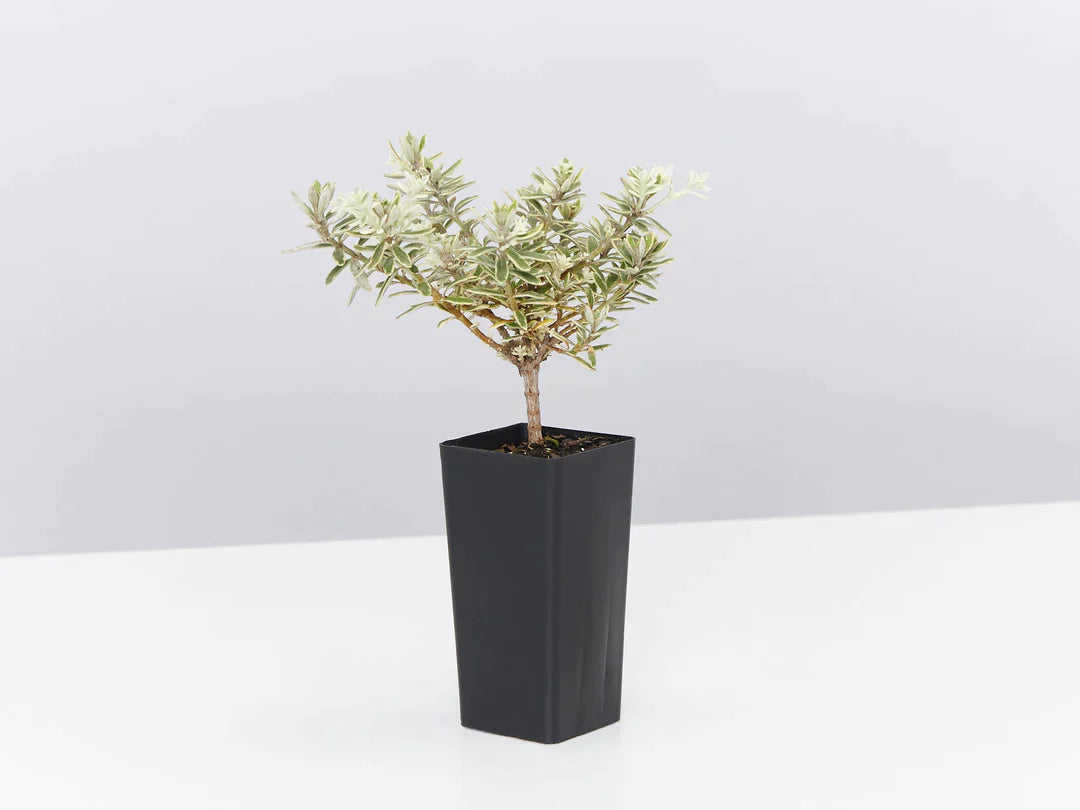 Plants in a Box: Pollinators Box Australian Native Plant Pack Plants in a Box: Pollinators Box Australian Native Plant Pack