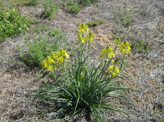 Plants in a Box: Bush Tucker Starter Box