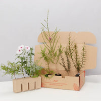 Plants in a Box: Australian Native Plants