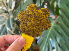 Fungal Gnat Sticky Traps