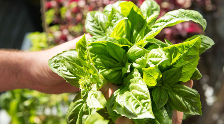 Recipe 2: Brilliant Basil Pesto