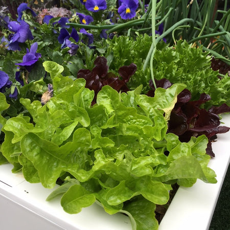 Soil Health for Container Gardens (Part 2 of 4)