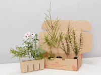 Plants in a Box: Pollinators Box Australian Native Plant Pack