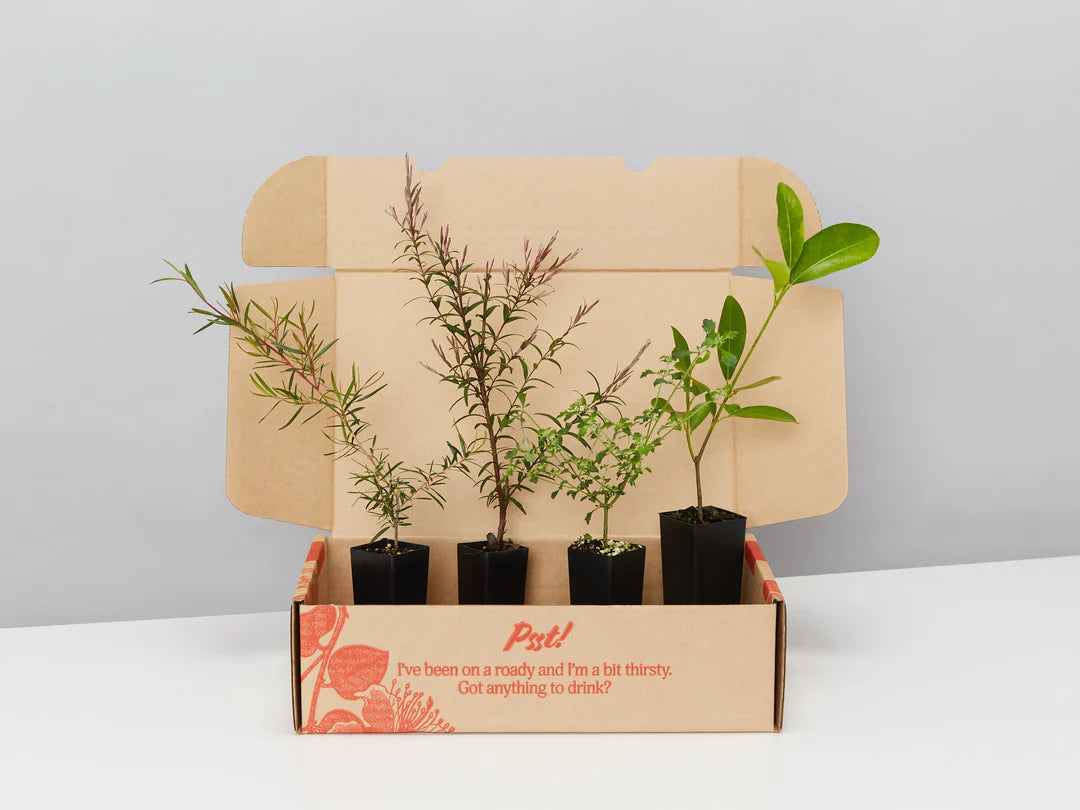 Plants in a Box: Bush Tucker Starter Box