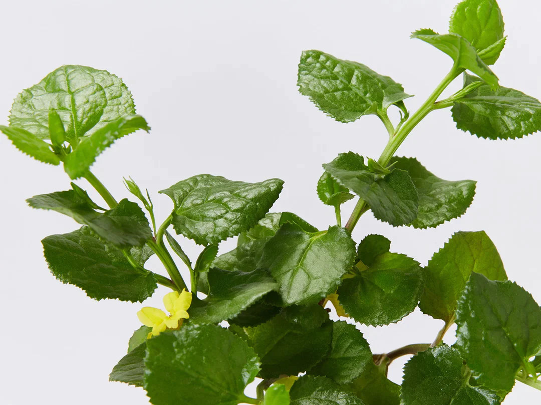 Plants in a Box: Pollinators Box Australian Native Plant Pack