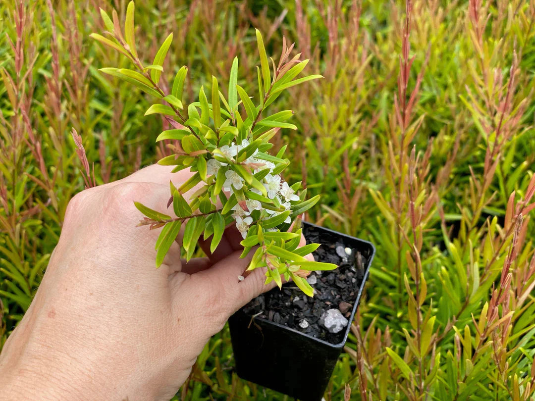 Plants in a Box: Bush Tucker Starter Box