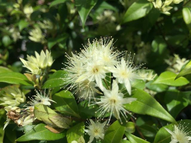 Plants in a Box: Bush Tucker Starter Box