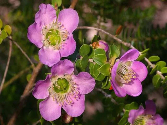 Plants in a Box: Pollinators Box Australian Native Plant Pack