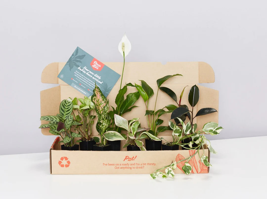 Plants in a Box: Assorted Pack of Houseplants