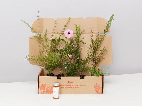Plants in a Box: Birds and Bees Australian Native Plant Pack