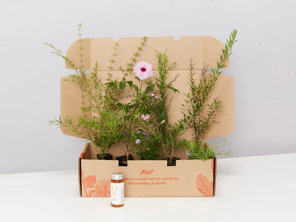 Plants in a Box: Pollinators Box Australian Native Plant Pack