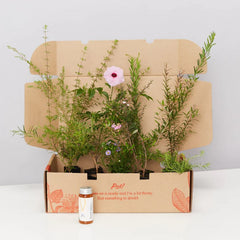 Plants in a Box: Pollinators Box Australian Native Plant Pack