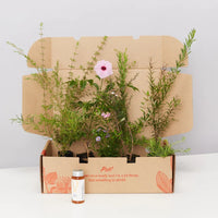 Plants in a Box: Birds and Bees Australian Native Plant Pack