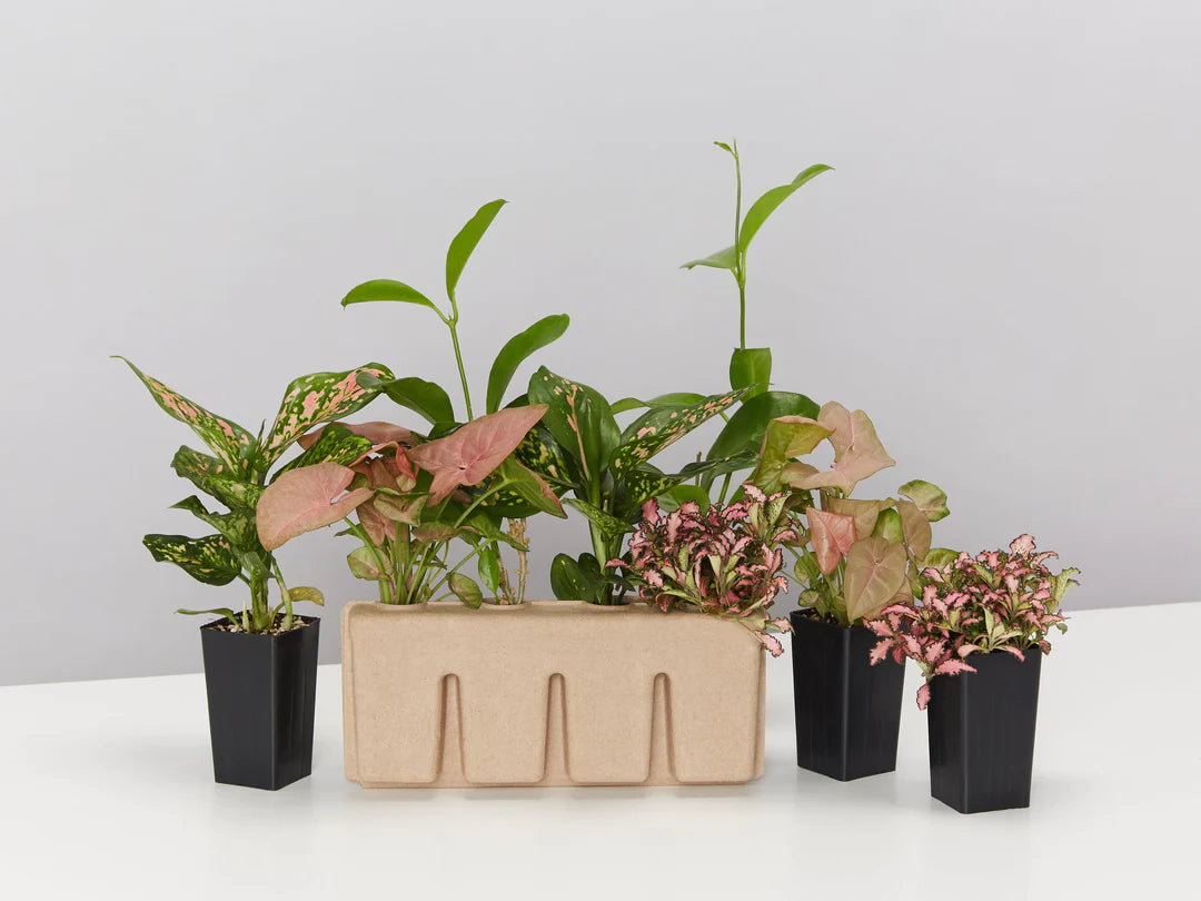 Plants in a Box: Assorted Pack of Houseplants