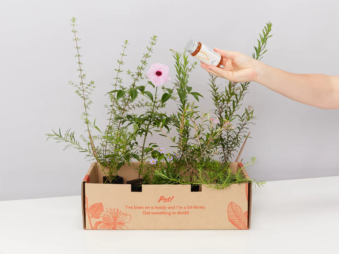 Plants in a Box: Pollinators Box Australian Native Plant Pack