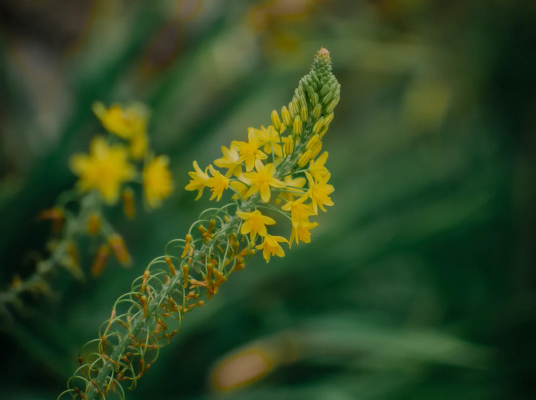 Plants in a Box: Bush Tucker Starter Box