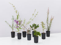 Assorted outdoor plants available in Birds and Bees Native plant pack in tube stock pots pictured against a white background