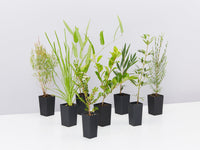 An assortment of outdoor plants in tube stock pots available in the Birds and Bees Native plants pack 