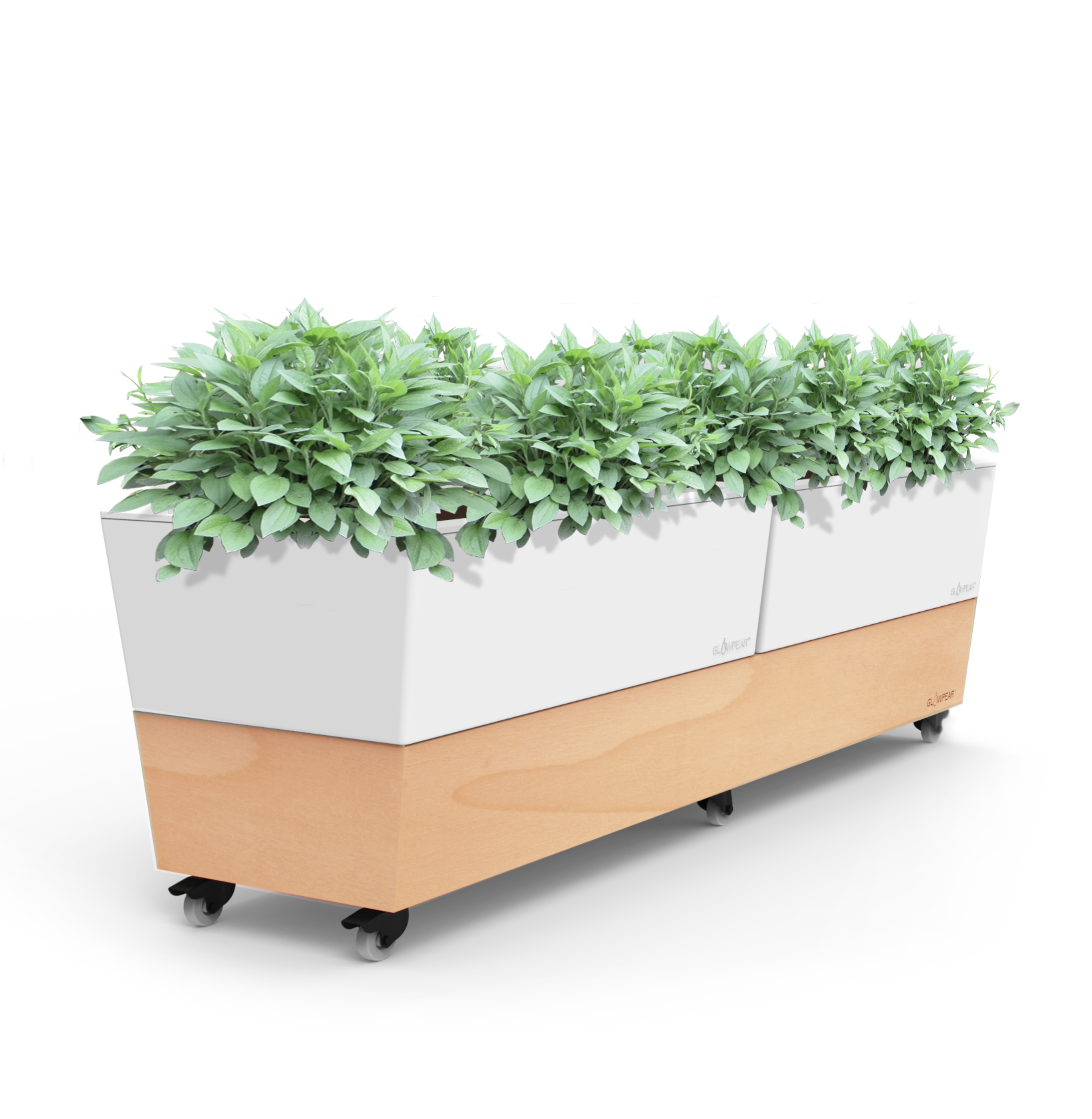 Café Planter