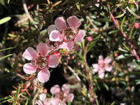 Note: Leptospermum Pink Cascade flower