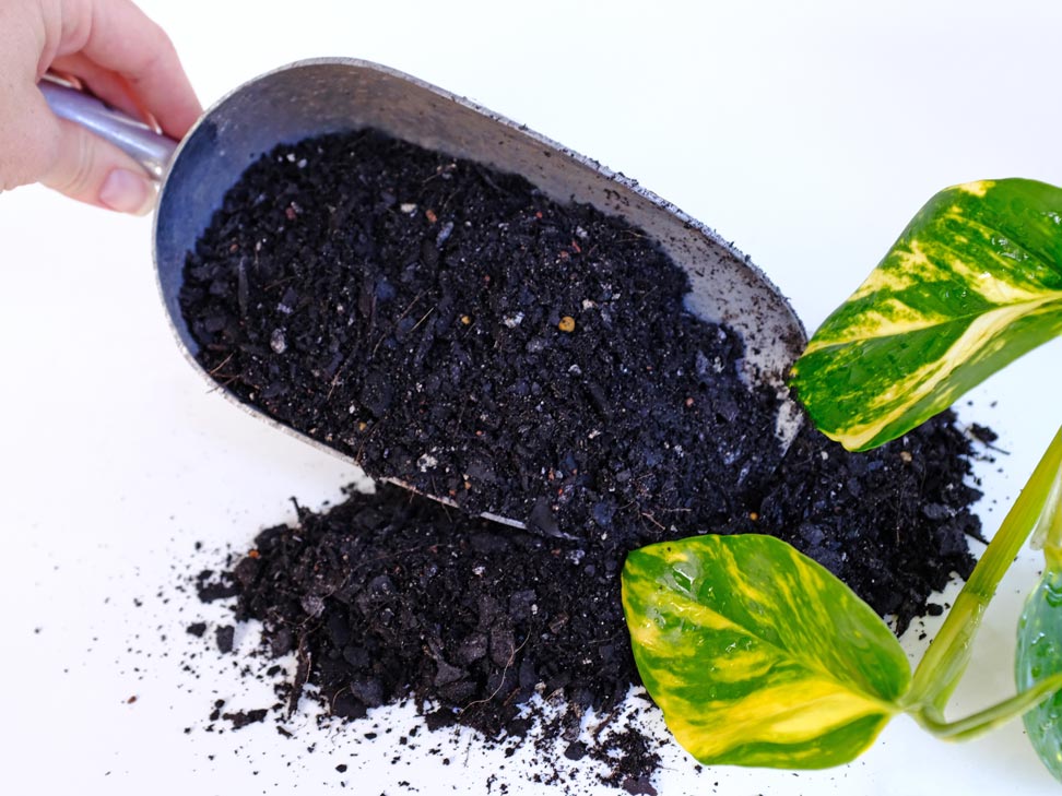 A scoop of premium potting mix next to the leaves of a plant