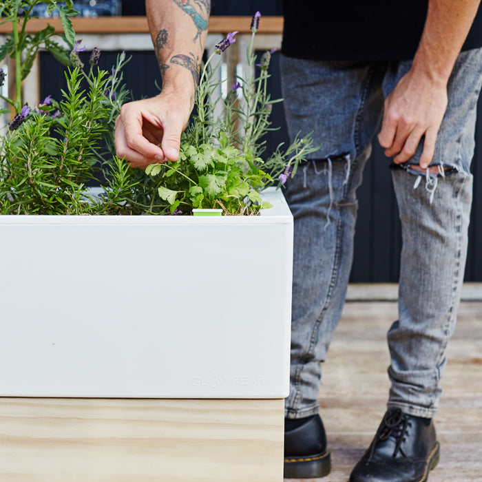 Man examining plants in self watering planter box